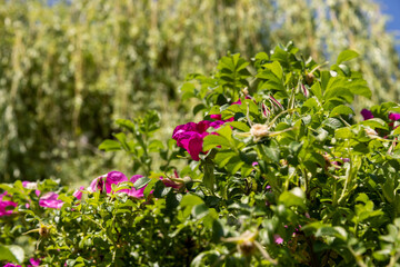 Fototapeta premium beautiful red rosehip flowers during flowering