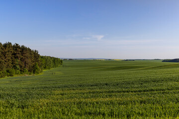 Obraz premium a large number of green wheat sprouts in the spring season