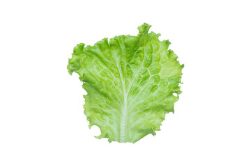 Lettuce. Salad leaf isolated on transparent background.