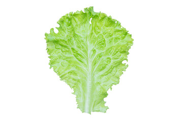 Lettuce. Salad leaf isolated on transparent background.