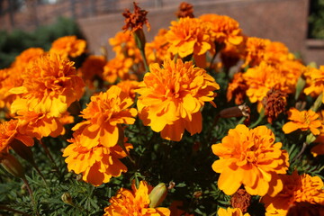 Orange marigold flowers on a flower bed in the city