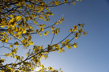 green foliage on a maple tree in spring bloom