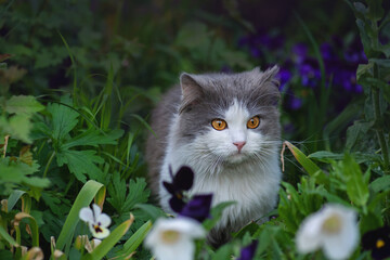 Cat friendly garden including safe non poisonous garden plants. Pet safe non poisonous garden plants