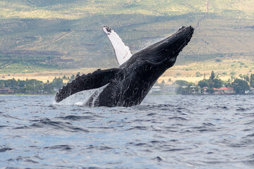 Obraz premium Humpback Whale Breaching