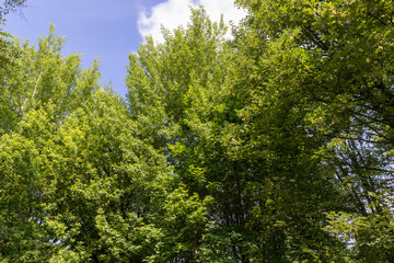 beautiful foliage of trees in a mixed forest with green foliage