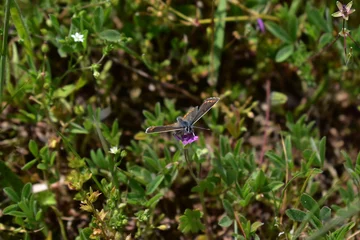 Gardinen flying butterfly on a flower. © yvet