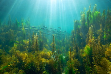 Sunlight underwater with seaweed and a school of fish (bogue) in the Atlantic ocean, natural scene, Spain, Galicia, Rias Baixas - obrazy, fototapety, plakaty