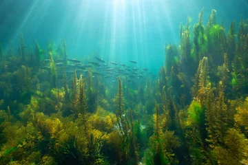 Foto op Plexiglas Sunlight underwater with seaweed and a school of fish (bogue) in the Atlantic ocean, natural scene, Spain, Galicia, Rias Baixas © dam