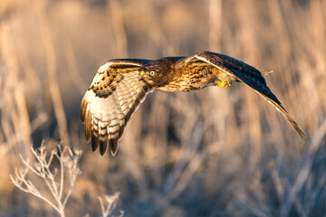 Red-tail hawk flying in flight