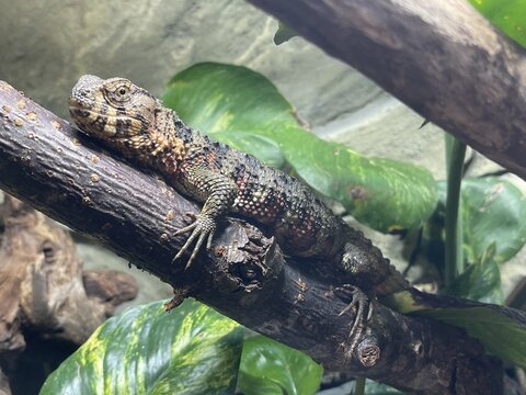 Chinese Crocodile Lizard - Shinisaurus crocodilurus