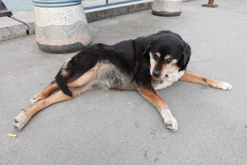 stray dog on the street shy