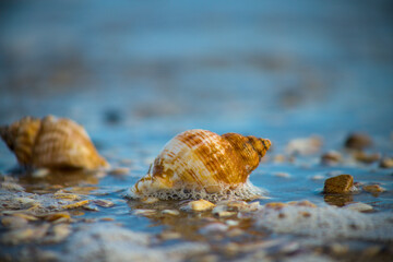 shell on the beach