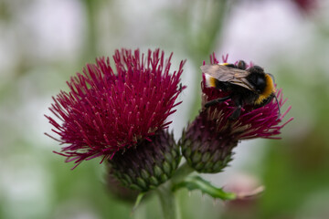 Macro shot of a bumblebee pollinating a cirsium rivulare artropurpureum flower