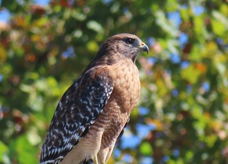 Red tailed hawk on plant background in Florida nature, closeup