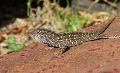Tropical brown lizard on a rusty surfaсе in Florida wild 