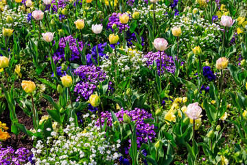 Colorful beautiful spring flowers on flowerbed in the garden