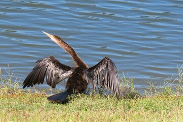Cormorant drying his wings at the river in Florida nature, closeup