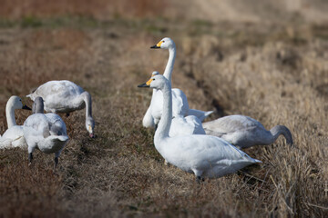 冬の田んぼに飛来したハクチョウ