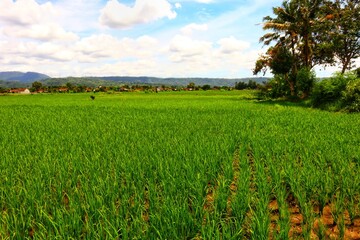 Young rice plants on a rural farm with trees, sky and mountains in the background.