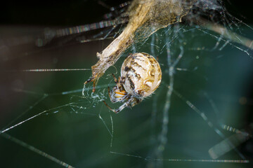 Closeup of a Metepeira labyrinthea spider at her web.