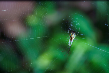 Closeup of a Leucauge sp. spider on her web.