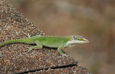 Naklejka na ściany i meble Tropical green anole lizard resting on the roff, closeup