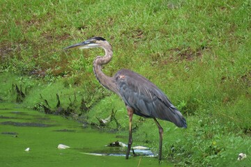 Great gray heron (ardea cinerea) at the pond in Florida nature