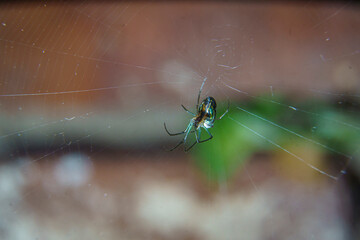 Closeup of a Leucauge sp. spider on her web.