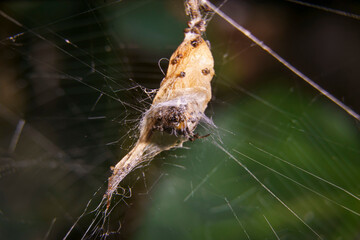 Closeup of a Metepeira labyrinthea spider at her web.