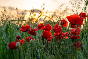 Red poppies in a field at sunset. Summer floral landscape.