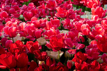 Beautiful red and white tulips