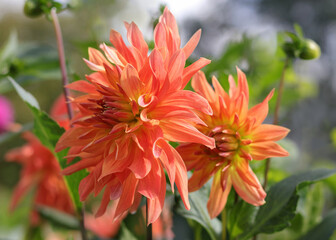 Coral flower Dahlia for background. Spring Garden with coral dahlia. Blooming dahlia flower in garden. Big flowers of blossoming autumn orange dahlia. Summer blossom