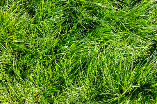 Green Grass Background 