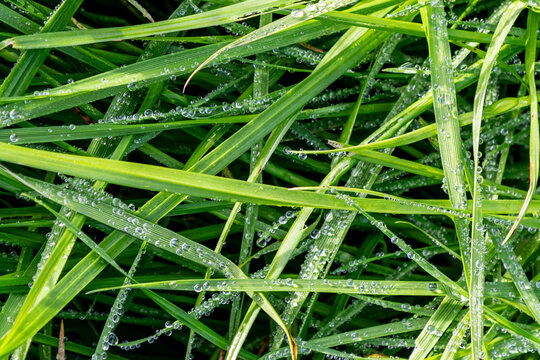 Green Grass After Rain Background