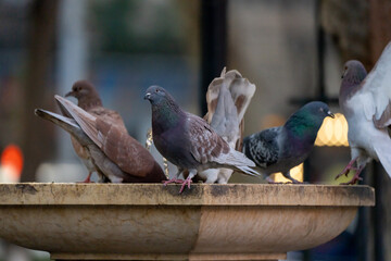 Urban Aviators: Pigeons Coexisting in the City