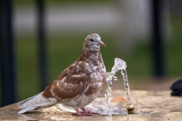 Urban Aviators: Pigeons Coexisting in the City