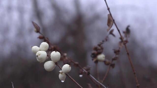 Poisonous snowberry on December branches
