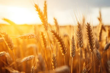Fotobehang field of wheat © StockUp