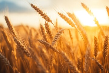Fototapeta premium golden wheat field in summer