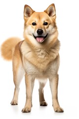 Generative AI : Norwegian Buhund Dog full body on white background