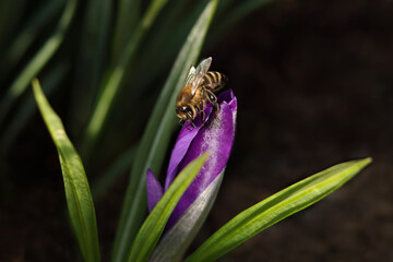 Violet Crocus in early spring. Crocus Iridaceae. Iris Family. Honey Bee sits on a Purple crocus field flower. Early Spring time background. Magic blooming spring flower. Honey Bee collecting pollen