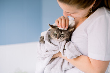 A content gray tabby cat being cuddled in a white towel by a cropped woman after bath time at home
