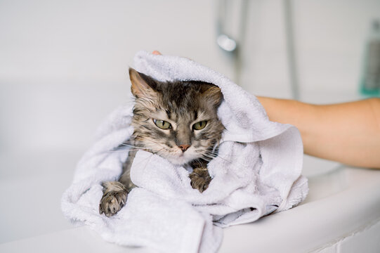 A wet gray tabby cat wrapped in a white towel looking grumpy after a bath