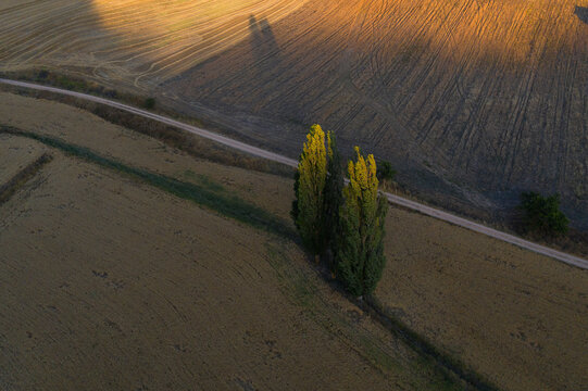 Sunset casts long shadows over a rural road lined with cypress trees in the fields of Alcarria