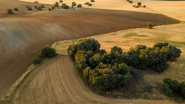 Golden hour light drapes over the patchwork of plowed and grassy fields with clusters of trees in Alcarria