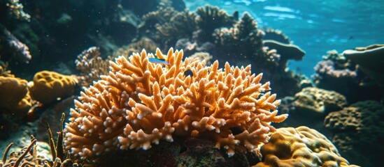 Naklejka na ściany i meble hard corals in a coral reef