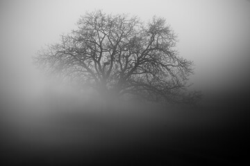 Mysterious black and white photograph of an intricate tree silhouette emerging from dense fog evoking a sense of solitude and intrigue