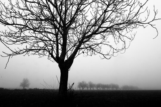 A stark black and white image of a bare tree in the foreground with a line of trees fading into the foggy background creating a haunting atmospheric scene
