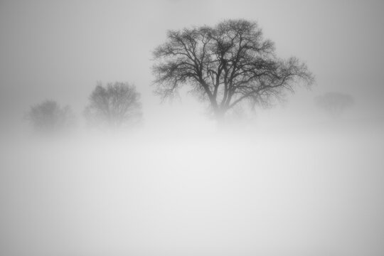Ethereal black and white image of trees shrouded in thick fog with the central tree standing out in bold relief against the misty backdrop