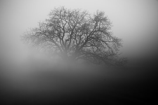 Fototapeta Mysterious black and white photograph of an intricate tree silhouette emerging from dense fog evoking a sense of solitude and intrigue